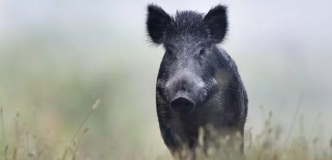 Wildschwein